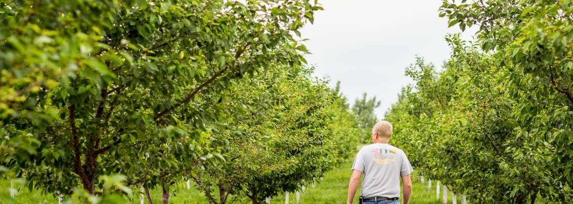 A man walking through an apple orchard